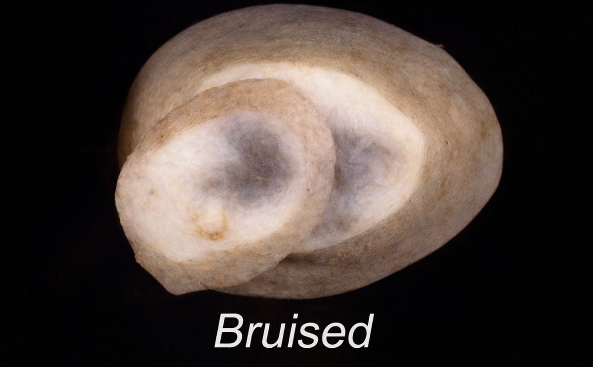 bruised potato bruised potato