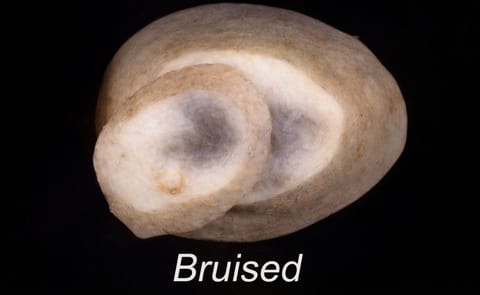 Potato bruising risk in Britain needs addressing Potato bruising risk in Britain needs addressing
