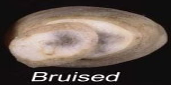  bruised potato