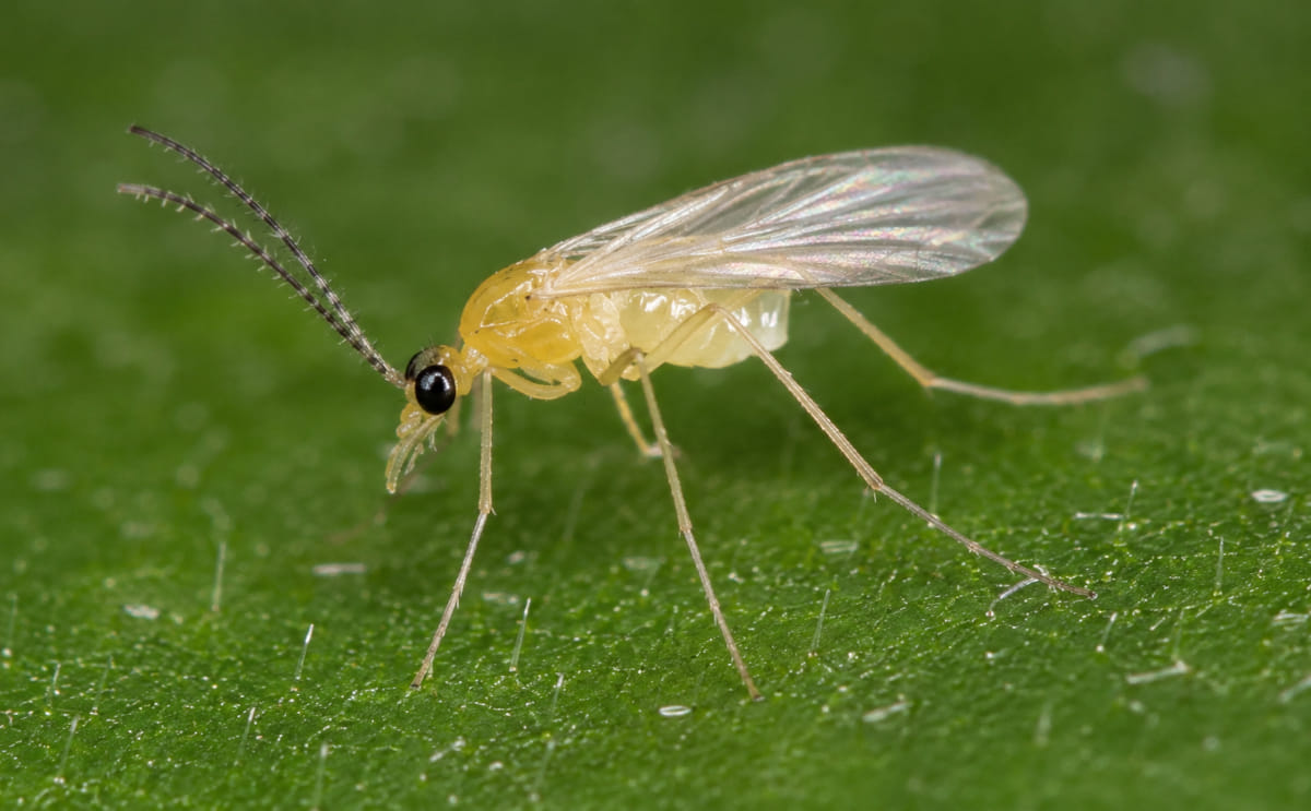 Potato Bud Midge (Prodiplosis longifila) Adult