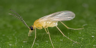 Potato Bud Midge (Prodiplosis longifila) Adult Potato Bud Midge (Prodiplosis longifila) Adult