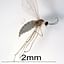Bud Midge