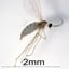 Bud Midge