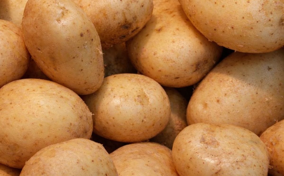 Buenas expectativas para el sector de la papa en Argentina