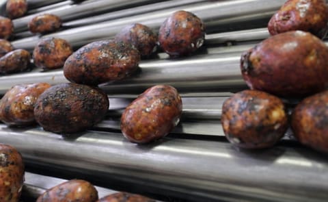 Buenos Aires tendrá otra planta para el lavado de papas Buenos Aires tendrá otra planta para el lavado de papas