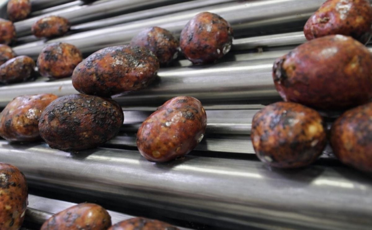 Buenos Aires tendrá otra planta para el lavado de papas Buenos Aires tendrá otra planta para el lavado de papas