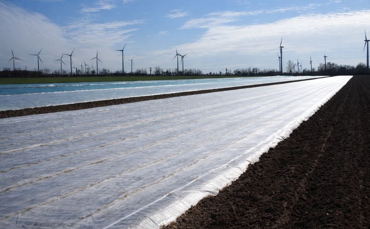 First potatoes planted in Saxony, Germany