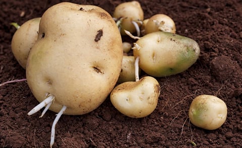 Cómo aumentar la producción de papa usando técnicas sencillas (o cómo manejar integralmente la sanidad de la semilla de papa) Cómo aumentar la producción de papa usando técnicas sencillas (o cómo manejar integralmente la sanidad de la semilla de papa)