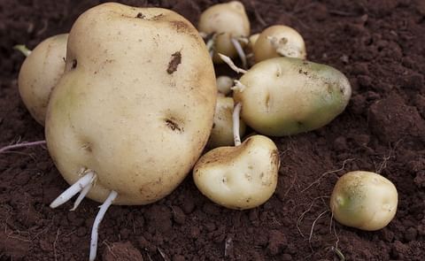 Cómo aumentar la producción de papa usando técnicas sencillas (o cómo manejar integralmente la sanidad de la semilla de papa) Cómo aumentar la producción de papa usando técnicas sencillas (o cómo manejar integralmente la sanidad de la semilla de papa)