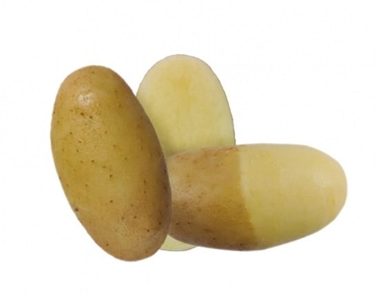 The C. Meijer potato variety Lady Anna resulted from a breeding programme back in 2001, focused on very strong dormancy - just in case sprout inhibitor CIPC would disappear The C. Meijer potato variety Lady Anna resulted from a breeding programme back in 2001, focused on very strong dormancy - just in case sprout inhibitor CIPC would disappear
