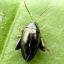 Flea Beetles (Epitrix)