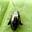 Flea Beetles (Epitrix)