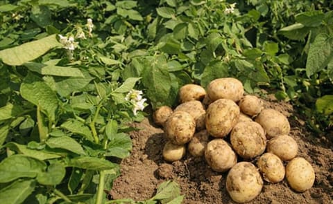 Cae producción de papa en España y aumentan las importaciones Cae producción de papa en España y aumentan las importaciones