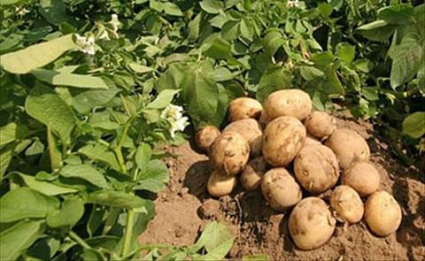 Cae producción de papa en España y aumentan las importaciones Cae producción de papa en España y aumentan las importaciones