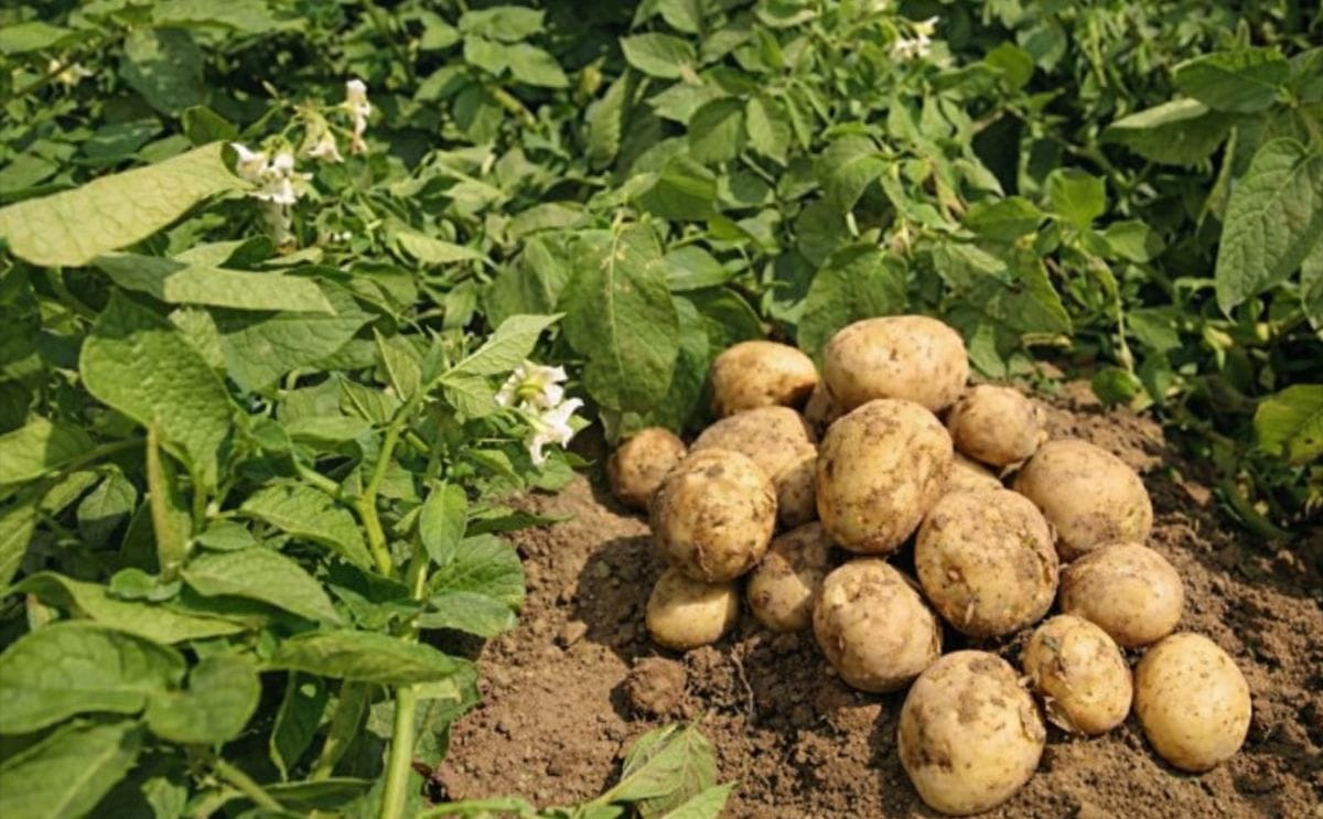 Cae producción de papa en España y aumentan las importaciones Cae producción de papa en España y aumentan las importaciones