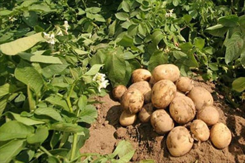 Cae producción de papa en España y aumentan las importaciones