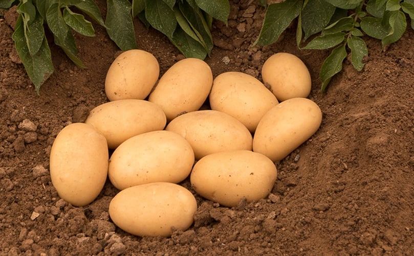 The Caithness potato variety Cammeo is ideal for Organic Production due to its outstanding blight resistance (including R8).
Cammeo is an early maincrop variety providing good yields of medium-size oval tubers, suitable for all markets, including French Fries
The Caithness potato variety Cammeo is ideal for Organic Production due to its outstanding blight resistance (including R8).
Cammeo is an early maincrop variety providing good yields of medium-size oval tubers, suitable for all markets, including French Fries