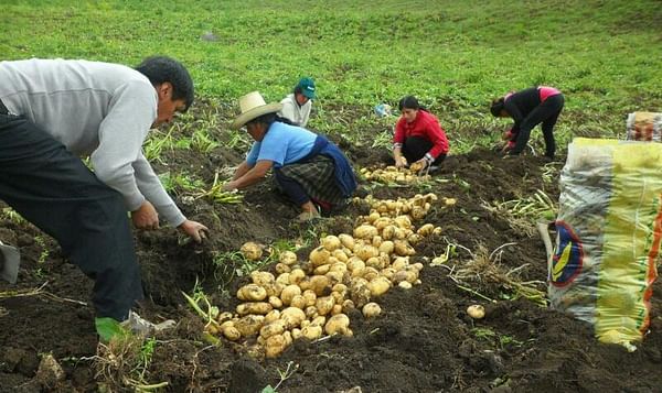 [VIDEO] Perú: Clausuran proyecto que benefició a 1500 productores de papa