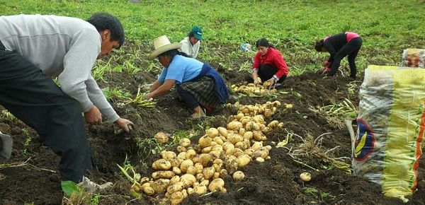 [VIDEO] Perú: Clausuran proyecto que benefició a 1500 productores de papa