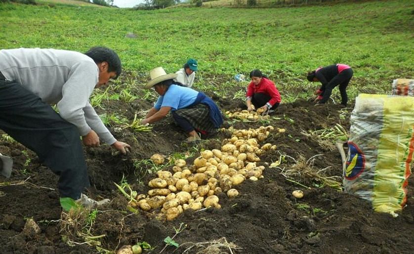 [Video] Perú: Clausuran proyecto que benefició a 1500 productores de papa