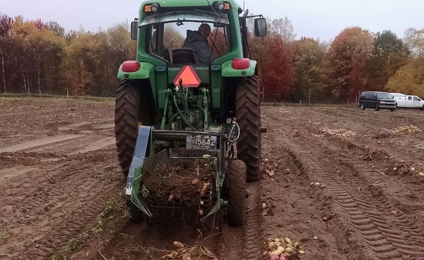 Digging up the first field grown Calyxt cold storable potatoes
