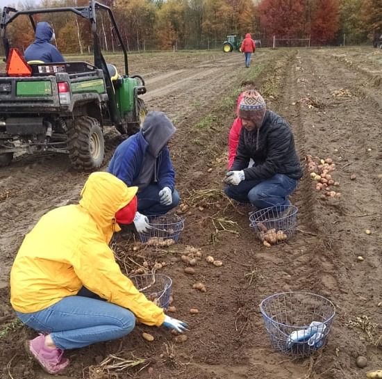 Picking the first field grown Calyxt cold storable potatoes