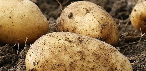 Calyxt Launches Field Trials of its Cold Storable Potato