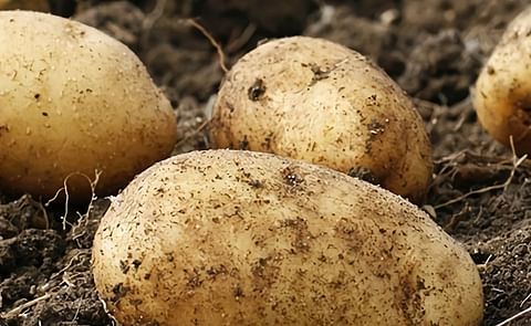 Calyxt Launches Field Trials of its Cold Storable Potato Calyxt Launches Field Trials of its Cold Storable Potato