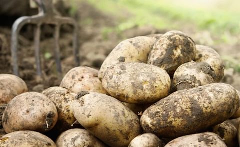 Cambio climático destruye 20% del cultivo anual de papa en Latinoamérica Cambio climático destruye 20% del cultivo anual de papa en Latinoamérica