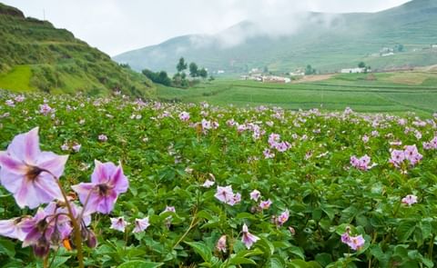 Potato consumption in Cambodia continues to rise. Potato consumption in Cambodia continues to rise.