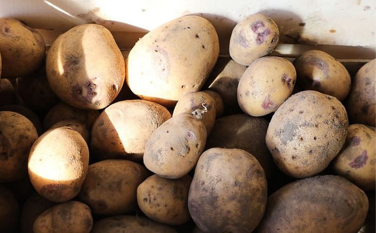 High hopes for potatoes in Cambodia High hopes for potatoes in Cambodia