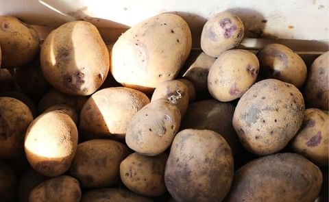 Initial research in the highlands of Mondulkiri province of Cambodia show the country’s soil and climate are well-suited for growing certain varieties. Initial research in the highlands of Mondulkiri province of Cambodia show the country’s soil and climate are well-suited for growing certain varieties.