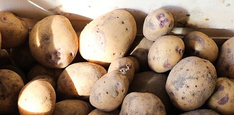 High hopes for potatoes in Cambodia