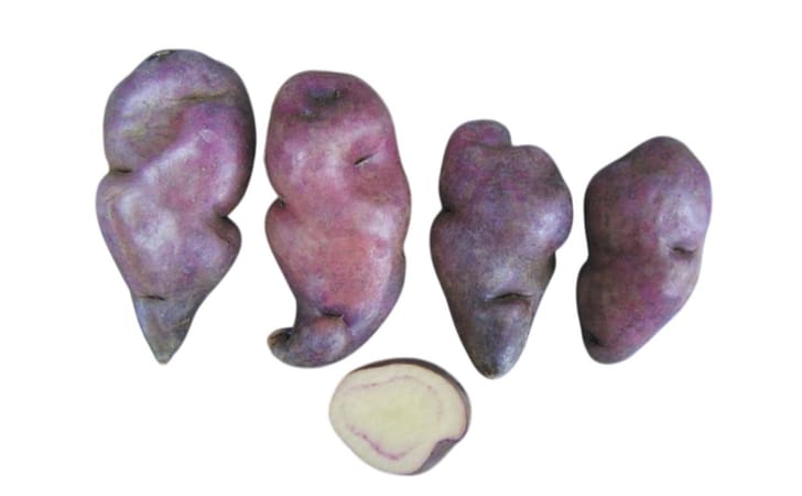 CAMOTILLO MORADO CAMOTILLO MORADO