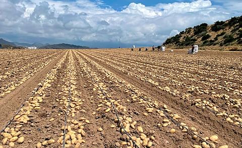 Castilla y León: La patata de media estación 'da la cara' en julio, mientras el consumo se anima. Castilla y León: La patata de media estación 'da la cara' en julio, mientras el consumo se anima.