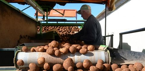 Asaja León pide a los almacenistas de patatas que estabilicen los precios con margen de beneficio para todos los eslabones de la cadena