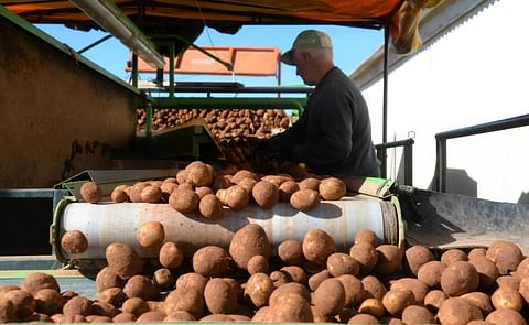 Campaña de recolección de cosecha de patata. La mitad de la producción de la provincia sale al mercado libre y coincide con la campaña de arranque. Campaña de recolección de cosecha de patata. La mitad de la producción de la provincia sale al mercado libre y coincide con la campaña de arranque.