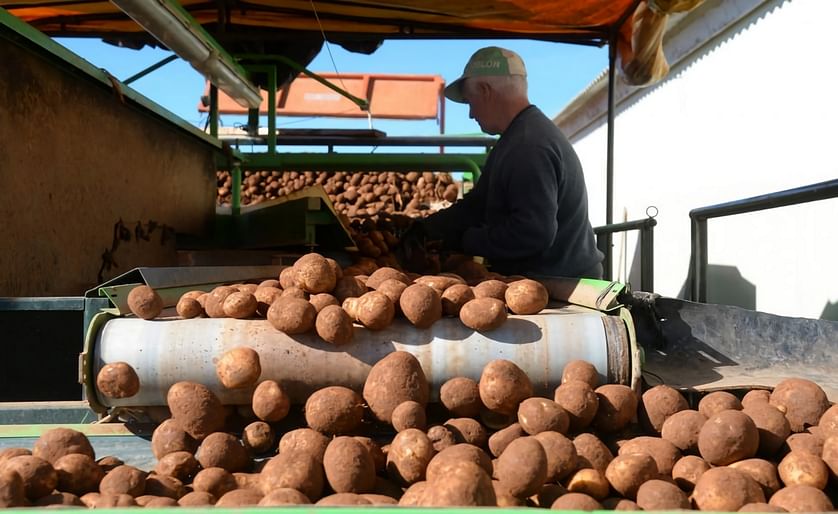 Campaña de recolección de cosecha de patata. La mitad de la producción de la provincia sale al mercado libre y coincide con la campaña de arranque.