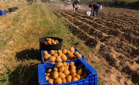 Campaña de papa Ecuador Campaña de papa Ecuador