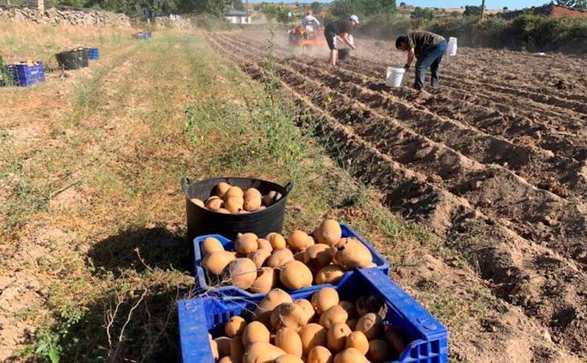 Los precios de la patata triplican a los de hace un año en el ecuador de la campaña.