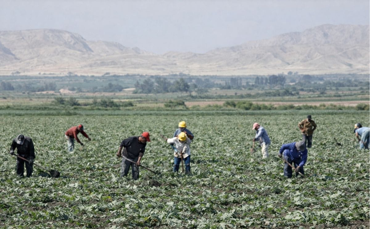 Campesinos cosechando en Perú Campesinos cosechando en Perú