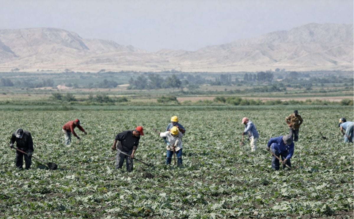 Campesinos cosechando en Perú Campesinos cosechando en Perú