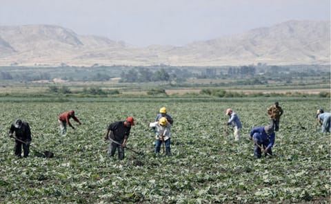Ministerio de agriultura ecuatoriano orientará producción de principales cultivos agrarios, incluido el de la papa Ministerio de agriultura ecuatoriano orientará producción de principales cultivos agrarios, incluido el de la papa