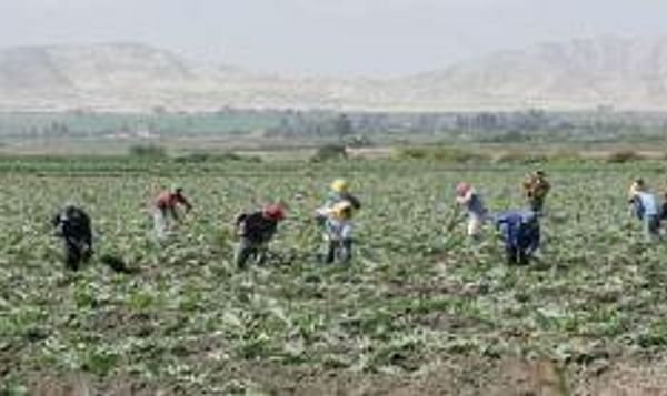  Campesinos cosechando en Perú
