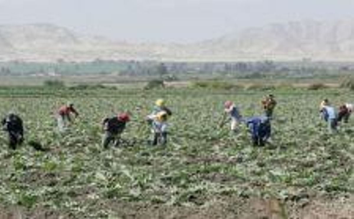 Campesinos cosechando en Perú Campesinos cosechando en Perú