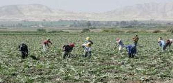  Campesinos cosechando en Perú