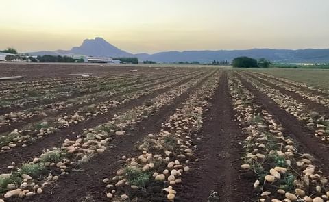 Potato field in Spain Potato field in Spain