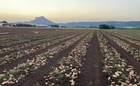 Potato field in Spain Potato field in Spain