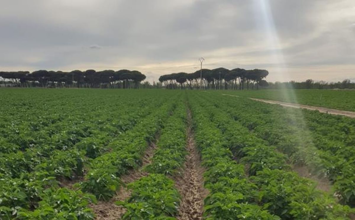 España: El sector augura una caída de la superficie de patata del 20 porciento por la subida de costes. España: El sector augura una caída de la superficie de patata del 20 porciento por la subida de costes.