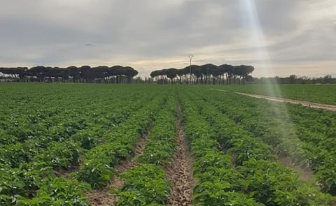 Superficie dedicada al cultivo de patata la pasada campaña. Superficie dedicada al cultivo de patata la pasada campaña.